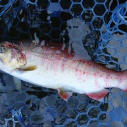 ユスリカ大量ハッチ ～岡崎トラウトポンド～…